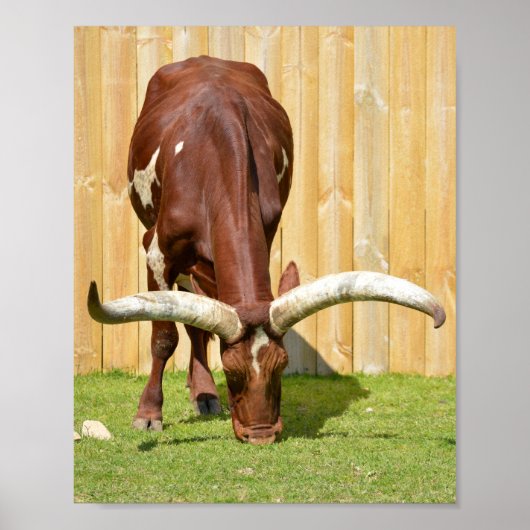 Grazing van Ankole-Watusi Poster (Voorkant)