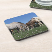 Grazing van Appaloosa-paarden Drankjes Onderzetter (Linkerzijde)
