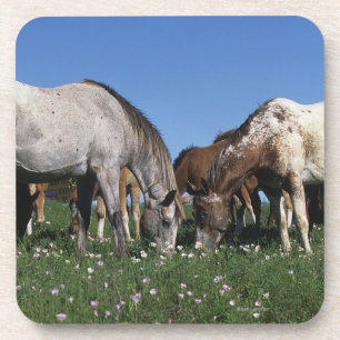 Grazing van Appaloosa-paarden Drankjes Onderzetter