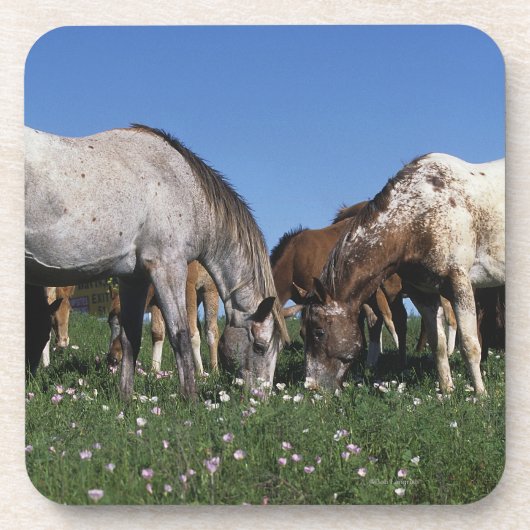 Grazing van Appaloosa-paarden Drankjes Onderzetter (Voorkant)