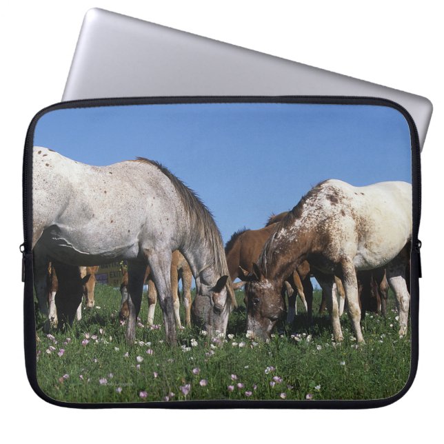 Grazing van Appaloosa-paarden Laptop Sleeve (Voorkant)