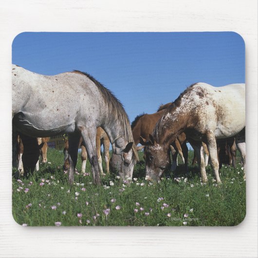 Grazing van Appaloosa-paarden Muismat (Voorkant)