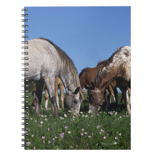 Grazing van Appaloosa-paarden Notitieboek (Voorkant)