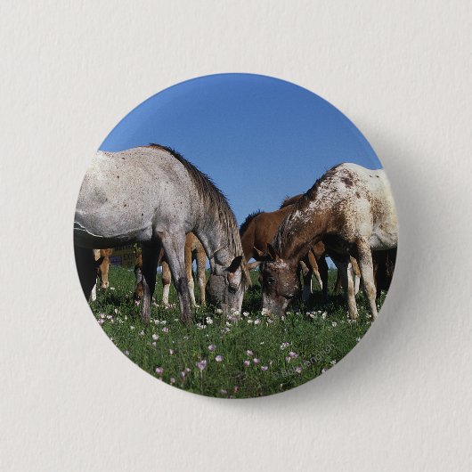 Grazing van Appaloosa-paarden Ronde Button 5,7 Cm (Voorkant)