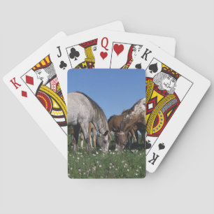 Grazing van Appaloosa-paarden Speelkaarten
