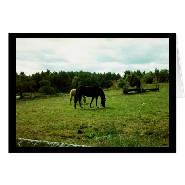 Grazing van paarden (Voorkant Horizontaal)