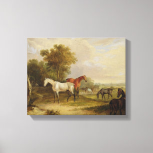 Grazing van paarden: Een grijze Stallion met Mares Canvas Afdruk