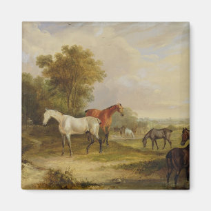 Grazing van paarden: Een grijze Stallion met Mares Magneet