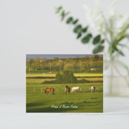 Grazing van paarden in Bower Hinton, Somerset Briefkaart (Staand voorkant)