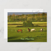 Grazing van paarden in Bower Hinton, Somerset Briefkaart (Voorkant / Achterkant)