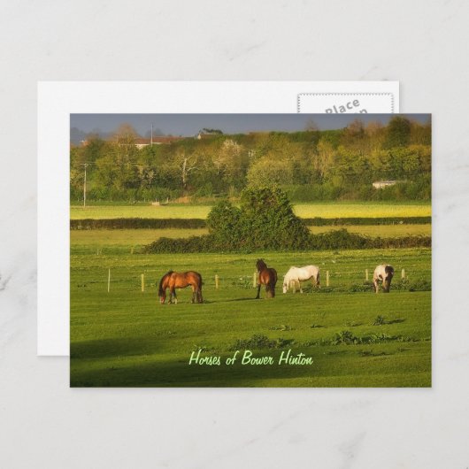 Grazing van paarden in Bower Hinton, Somerset Briefkaart (Voorkant / Achterkant)