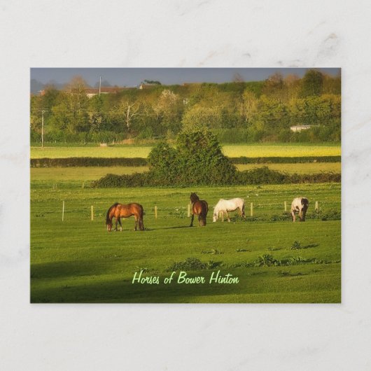 Grazing van paarden in Bower Hinton, Somerset Briefkaart (Voorkant)