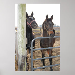 Grazing van paarden poster