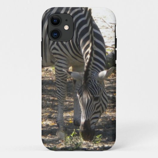Grazing Zebra iPhone 5 hoesje (Achterkant)