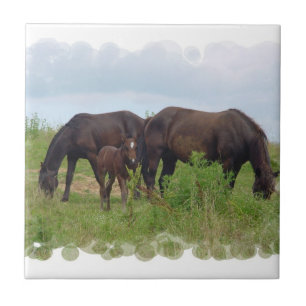 Grazingtegel voor paarden tegeltje