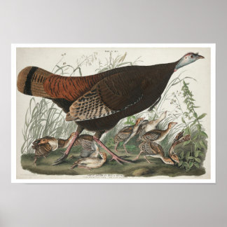 Great American Hen and Young door Audubon Poster