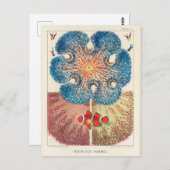 Great Barrier Reef Anemones Carol Fish Briefkaart (Voorkant / Achterkant)