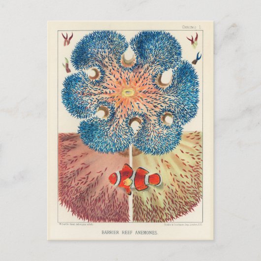 Great Barrier Reef Anemones Carol Fish Briefkaart (Voorkant)