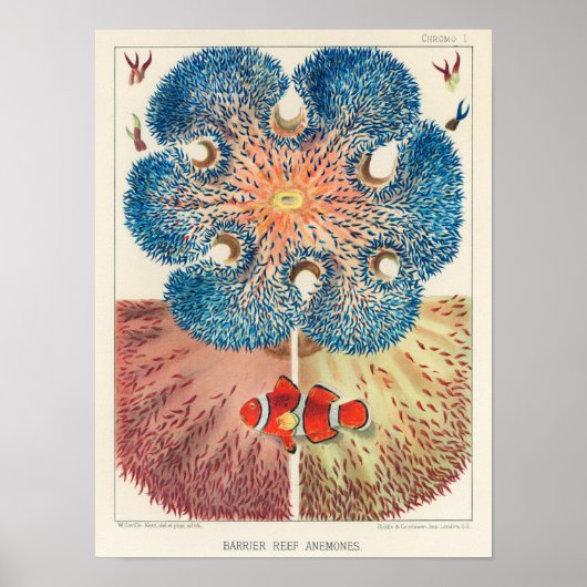  Great Barrier Reef Anemones Carol Fish Poster (Voorkant)