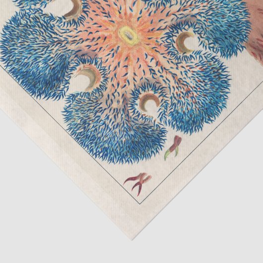 Great Barrier Reef Anemones Carol Fish Tissuepapier (Detail)