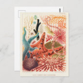  Great Barrier Reef Australia Echinoderms Briefkaart (Voorkant / Achterkant)