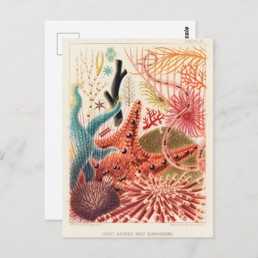 Great Barrier Reef Australia Echinoderms Briefkaart (Voorkant / Achterkant)