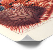 Great Barrier Reef Australia Echinoderms Poster (Hoek)