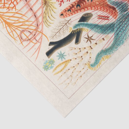  Great Barrier Reef Australia Echinoderms Tissuepapier (Detail)