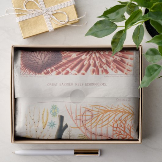  Great Barrier Reef Australia Echinoderms Tissuepapier (Geschenk)