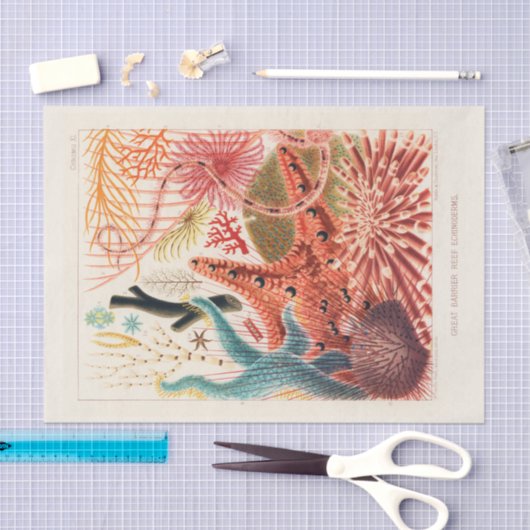  Great Barrier Reef Australia Echinoderms Tissuepapier (Craft)