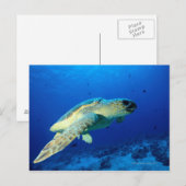 Great Barrier Reef, Australië 2 Briefkaart (Voorkant / Achterkant)