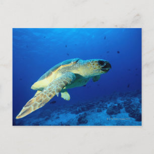Great Barrier Reef, Australië 2 Briefkaart