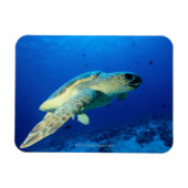 Great Barrier Reef, Australië 2 Magneet (Horizontaal)