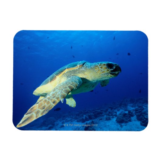 Great Barrier Reef, Australië 2 Magneet (Horizontaal)