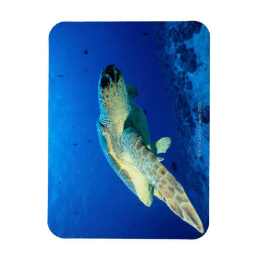 Great Barrier Reef, Australië 2 Magneet (Verticaal)