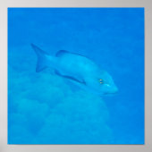 Great Barrier Reef Bohar Snapper Fish Poster (Voorkant)