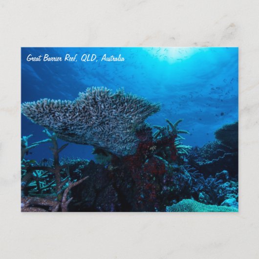Great Barrier Reef Briefkaart (Voorkant)