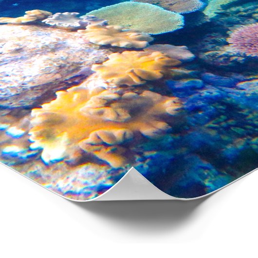 Great Barrier Reef Coral - #1 Poster (Hoek)