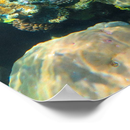 Great Barrier Reef Coral - #2 Poster (Hoek)