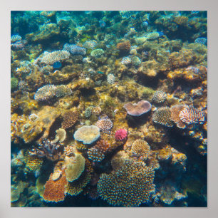 Great Barrier Reef Coral - #4 Poster
