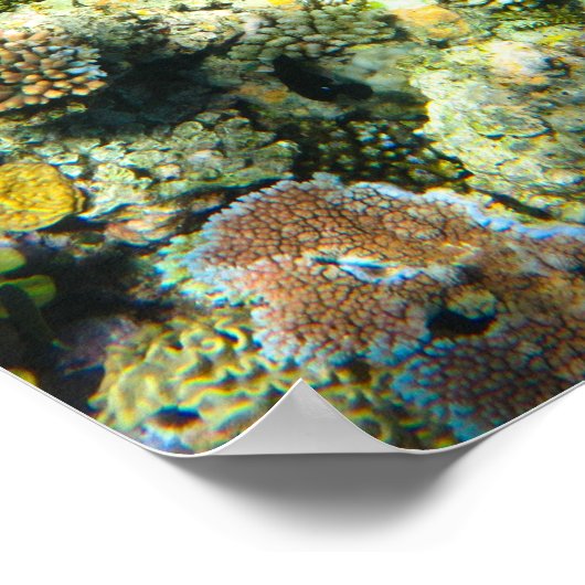 Great Barrier Reef Coral - #5 Poster (Hoek)