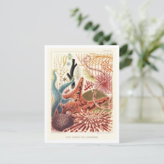 Great Barrier Reef Echinodermen  Briefkaart (Staand voorkant)