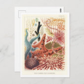 Great Barrier Reef Echinodermen  Briefkaart (Voorkant / Achterkant)