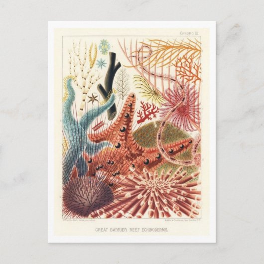 Great Barrier Reef Echinodermen  Briefkaart (Voorkant)