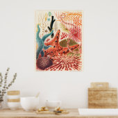 Great Barrier Reef Echinoderms, Poster (Keuken)