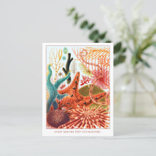Great Barrier Reef Echinoderms   VINTAGE Briefkaart