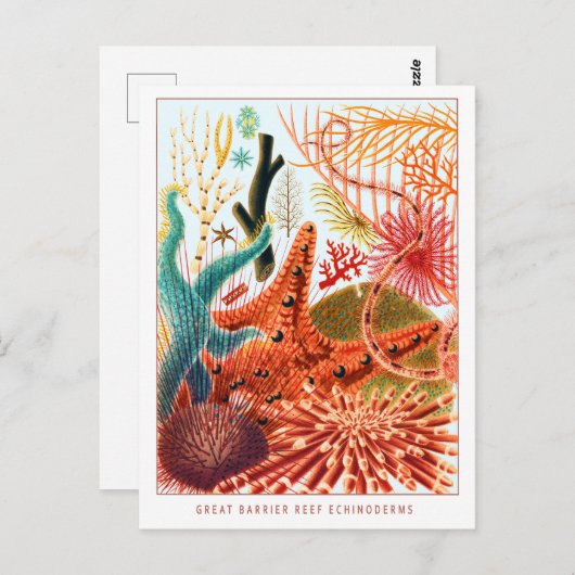 Great Barrier Reef Echinoderms | VINTAGE Briefkaart (Voorkant / Achterkant)