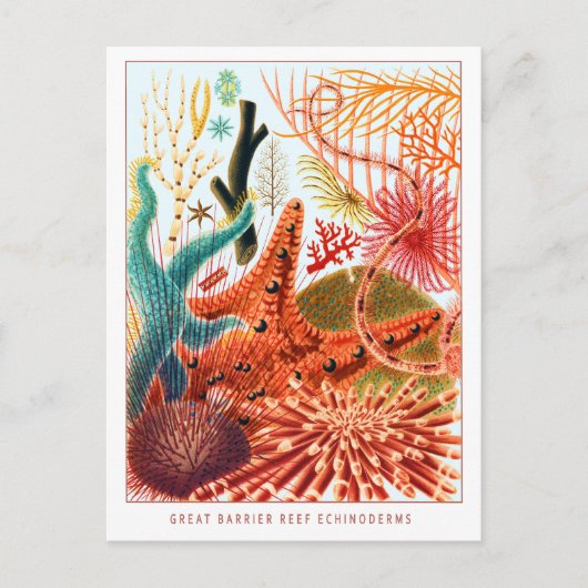 Great Barrier Reef Echinoderms | VINTAGE Briefkaart (Voorkant)
