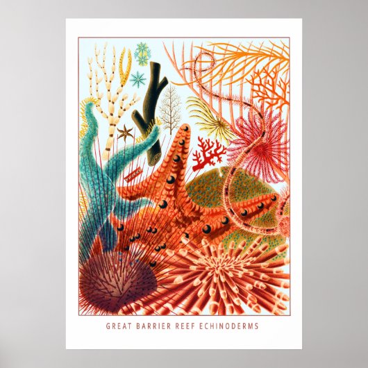 Great Barrier Reef Echinoderms | VINTAGE Poster (Voorkant)