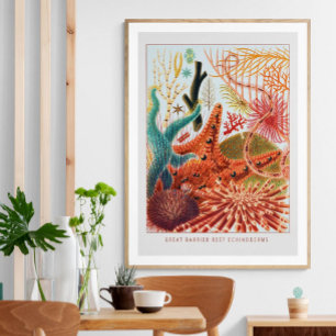 Great Barrier Reef Echinoderms   VINTAGE Poster